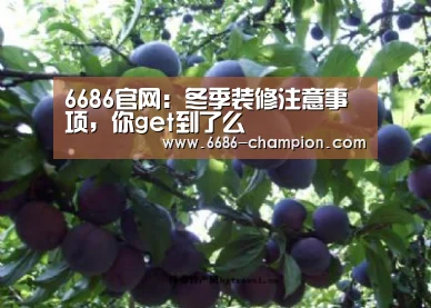 6686赛程
